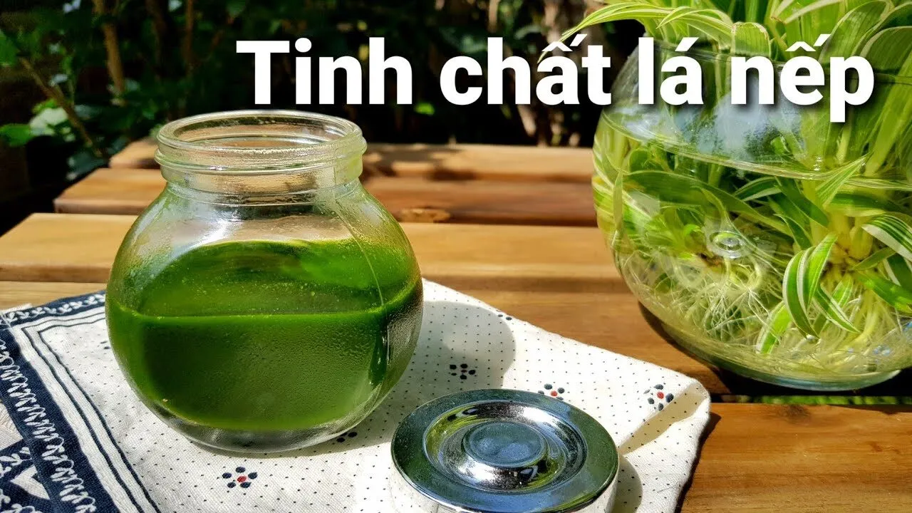 Tinh Dầu Lá Nếp - Những Điều Cần Biết và Lợi Ích Sức Khỏe